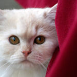 Thumbnail of post image 148